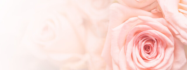 Banner with pink roses. Closeup, softness, pastel background.