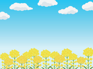 Fototapeta na wymiar 菜の花畑の背景　横位置　青空と雲