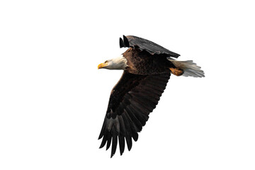 A Bald Eagle In Flight