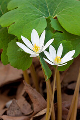 Two Bloodroot Flowers Bloom in Leaf Litter