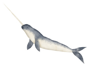Watercolor illustration of Narwhal. Hand drawn sketch of ocean big mammal animal on isolated background. Underwater whale with horn for poster or zoo design. Realistic marine drawing in blue colors - obrazy, fototapety, plakaty