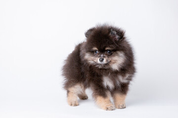 fluffy cute pomeranian puppy isolated on a white background