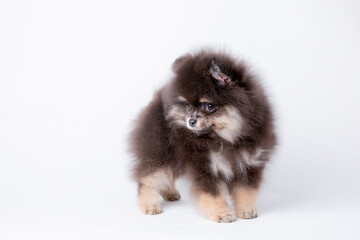 fluffy cute pomeranian puppy isolated on a white background