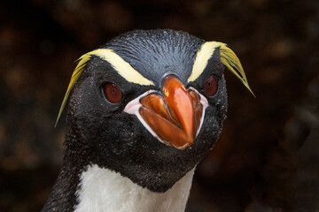 Naklejka premium Snares penguins (Eudyptes robustus)