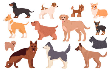Cartoon dog breeds. Labrador, husky, samoyed, corgi and dachshund puppy pedigree, cute happy domestic pets flat vector illustration set. Purebred dogs characters