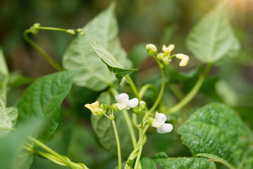 Beautiful flowers of Runner Bean Plant (Phaseolus coccineus) growing in the garden