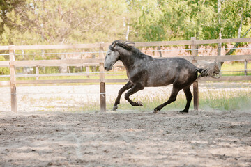 Beautiful horse portrait in motion in the stallion. Equine. Countryside. Equestrian