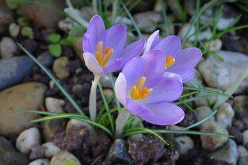 Krokus Blume in Lila kündigt den Frühling an