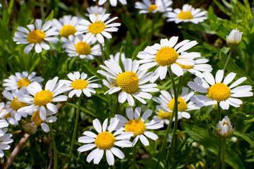 meadow dotted with white daisies blooming chamomile