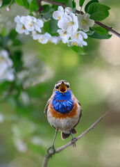 bright cute bird male bluethroat sits in a spring blooming garden