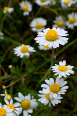 medicinal chamomile flower plant close-up vertical photo