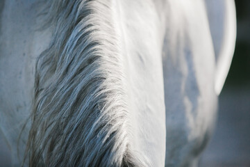 Beautiful Andalusian horse in field. Detail of white horse mane