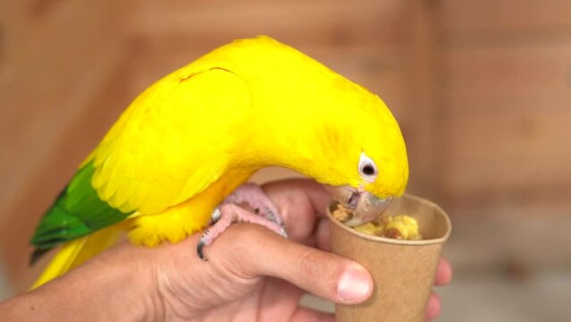 Yellow parrot fed by man. Slow motion