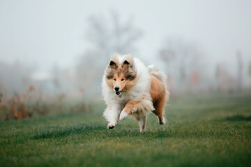 Ginger orange Rough Collie dog portrait autumn. Beautiful fluffy dog in a foggy morning. Collie dog...