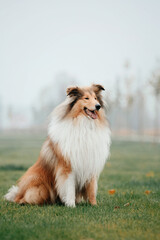 Ginger orange Rough Collie dog portrait autumn. Beautiful fluffy dog in a foggy morning. Rough Collie dog breed