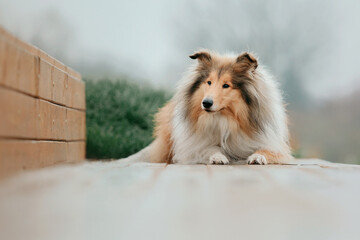 Ginger orange Rough Collie dog portrait autumn. Beautiful fluffy dog in a foggy morning. Rough...