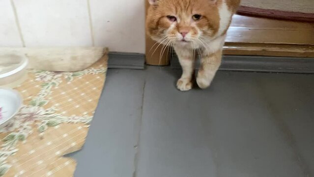 Domestic cat is lame