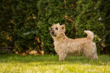 Cute cairn terrier dog on green grass in the park on a sunny day. Terrier dog breed