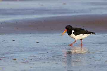 Oystercatcher walking along the sandy east coast beach of Britain - Powered by Adobe