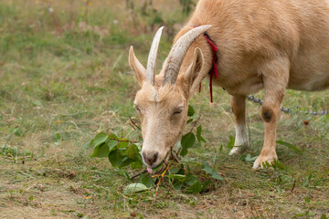 Goat eat grass.A cute goat on grazing eats green leaves from an apricot tree.