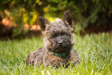 Cute cairn terrier dog on green grass in the park on a sunny day. Terrier dog breed