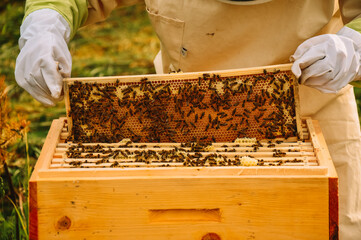 A beekeeper in a protective suit and gloves holds a wooden frame with honeycomb honey and bees....