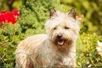 Cute cairn terrier dog on green grass in the park on a sunny day. Terrier dog breed