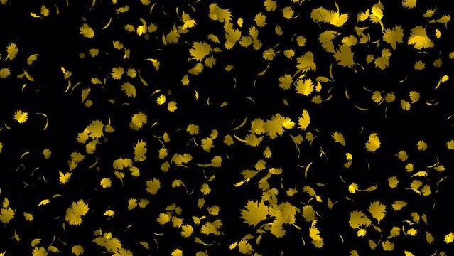 Yellow maple leaves animation in 4K Ultra HD, Beautiful Loop animation with maple leaves
