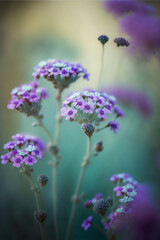 Obraz na płótnie Canvas close up of a bunch of purple flowers. generative ai.
