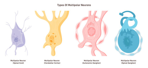 Multipolar neurons types. Nerve cell, main part of the human nervous