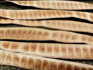 Rows of dried Leucaena leucocephala fruits