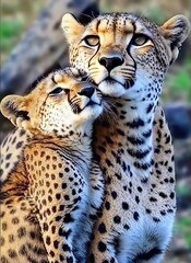 Cheetahs mother and daughter. Cute family cheetah. Generative AI