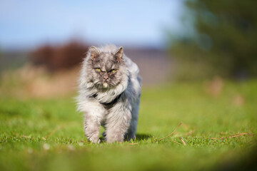Naklejka na ściany i meble Gray Persian cat walking on the grass on a sunny day. 