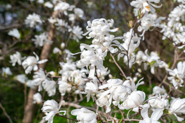 Close up view with selective focus of magnolia flowers on tree vibrant colors and blurred background