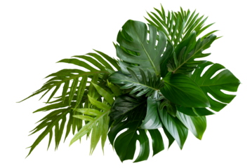 Plant leaves Green nature Tropical forest isolated on transparent background - png	