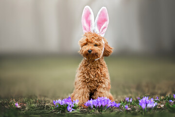 adorable poodle puppy wearing bunny ears for Easter