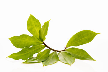 Insulin plant for diabetes illness