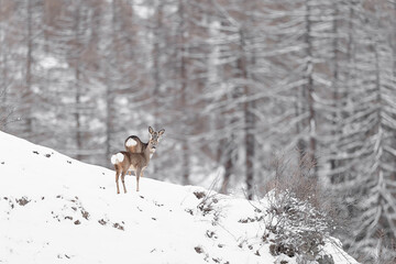 Roe deer female and male in the winter season (Capreolus capreolus)