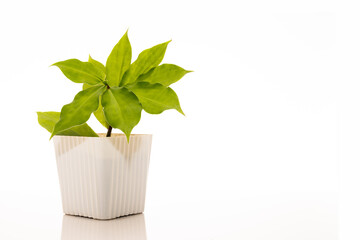 Insulin plant for diabetes illness