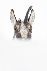 Fine art portrait of Alpine chamois with broken horn (Rupicapra rupicapra)
