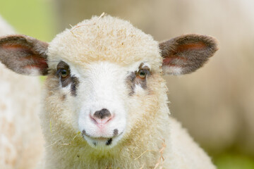 Portrait of a lamb with brown spots around the eyes.