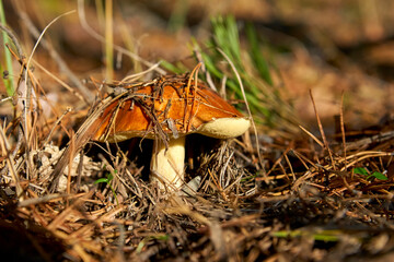 edible mushroom, mushroom grows in the forest close-up