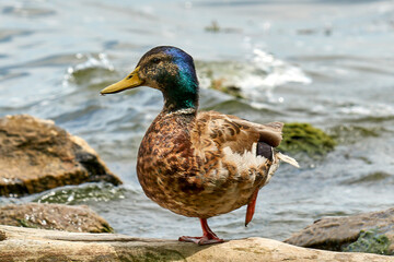 wild drake on the pond close-up