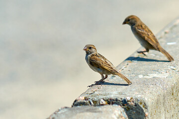 sparrow sits on a stone, small sparrow close-up