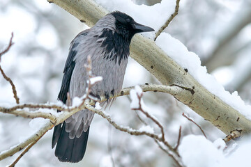crow on a tree branch in winter close-up