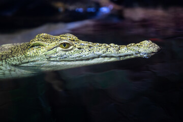 A young crocodile swims in the water.