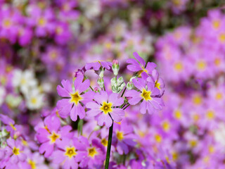 Fairy Primula or Primula malacoides in the garden. Primula malacoides, called the fairy primrose or baby primrose.