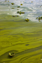 Green marine plants floating in a lake
