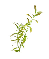 Fototapeta premium Andrographis paniculata plant on transparent png..