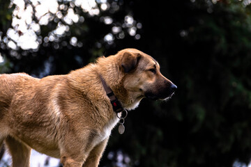 Portrait of a shepherd dog with dog collar. it is standing and Stare on the public park. selective Focus Dog.